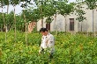 Cao su “tự cứu” bằng xen canh, đa canh